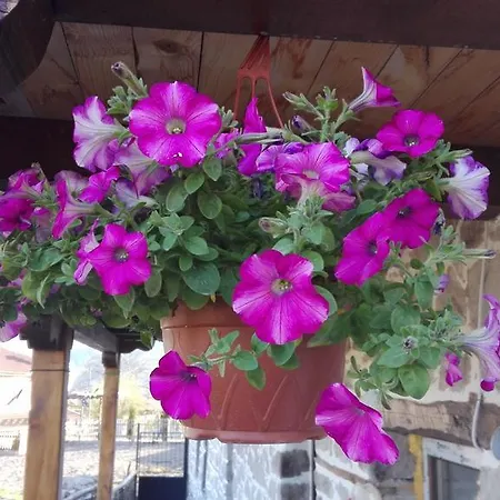 Semana Guest house Vrata
